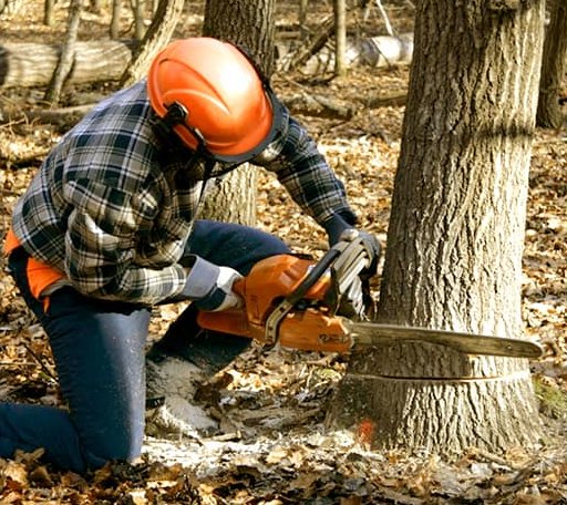 Tree Removal in Prosperity, PA